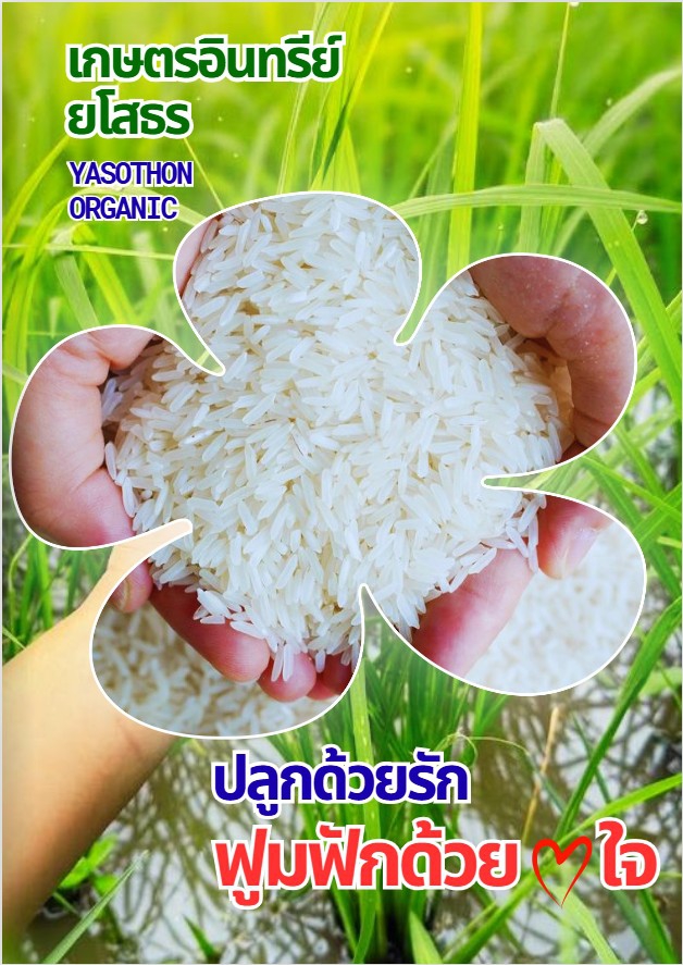 หนังสือเกษตรอินทรีย์ยโสธร ปลูกด้วยรัก ฟูมฟักด้วยใจ