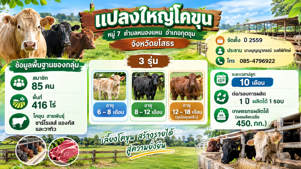 กลุ่มแปลงใหญ่โคขุน