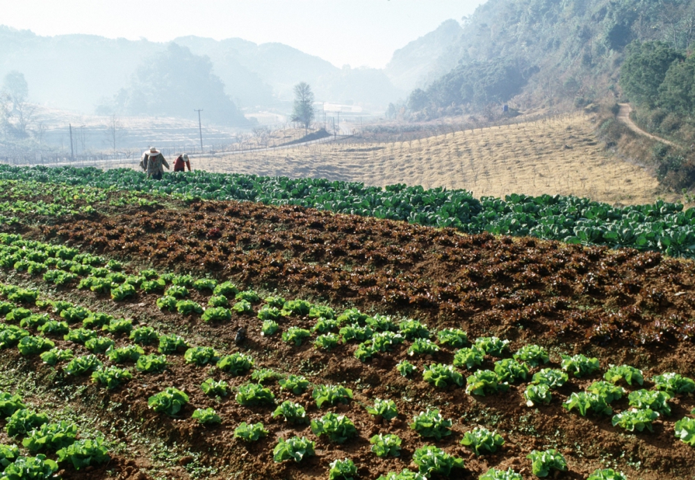 บทความเดือนก.ค.63-การพัฒนาชนบทเชิงพื้นที่