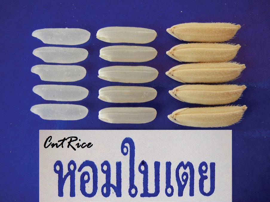 ข้าวหอมใบเตย ว่าที่สินค้า  GI  จังหวัดนครสวรรค์