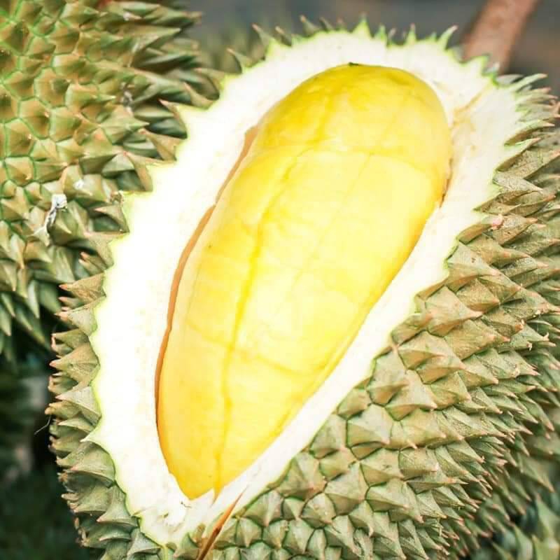 ทุเรียนสะเด็ดน้ำยะลา