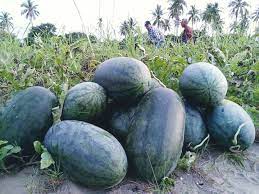 แตงโมเกาะสุกร แตงโมทะเล ปลอดสาร สดหวาน มาตรฐาน GAP