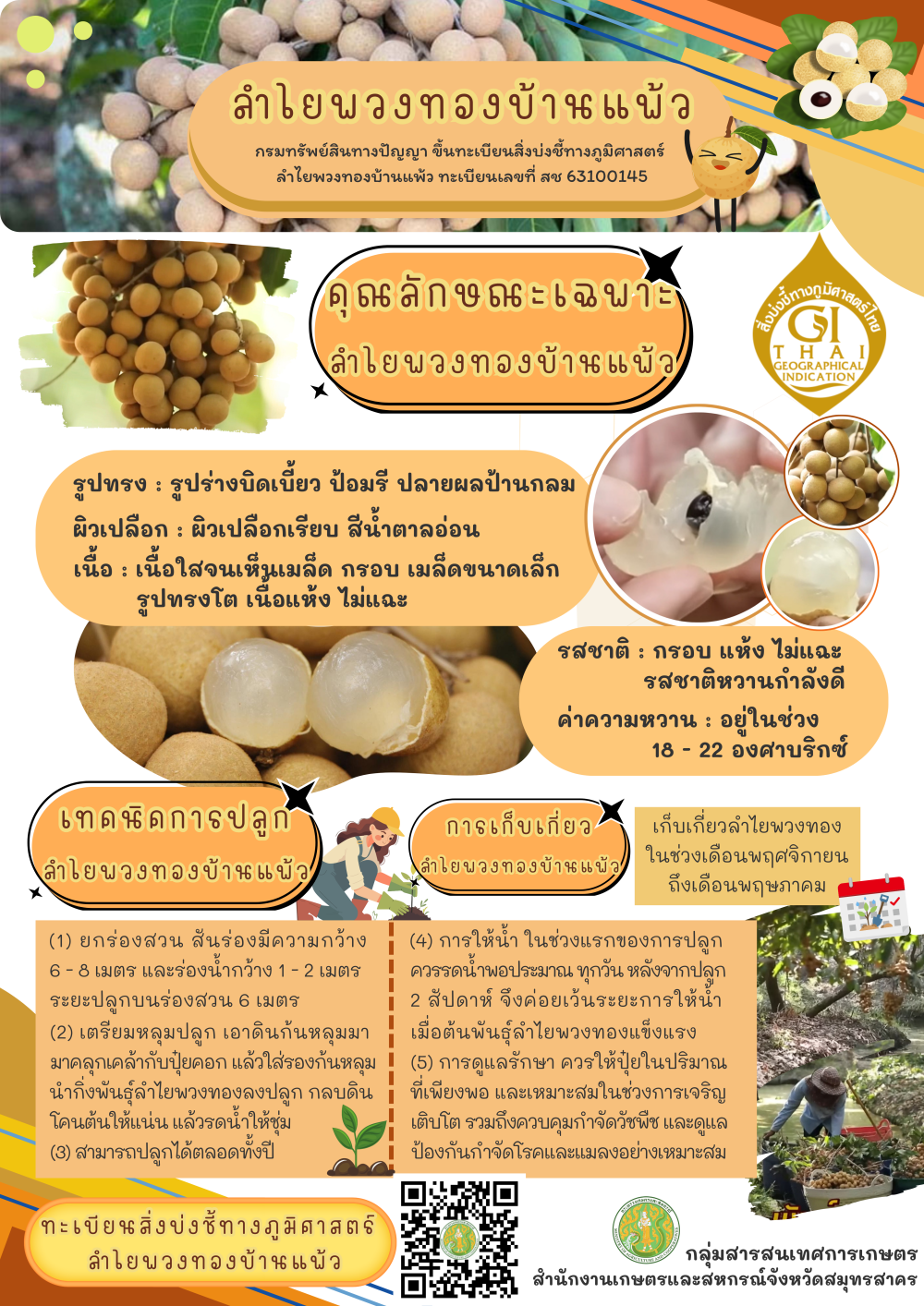 ลำใยพวงทองบ้านแพ้ว