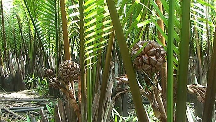 จากตรัง สร้างรายได้ สร้างตลาด สร้างโอกาส ตามแนวทาง BCG