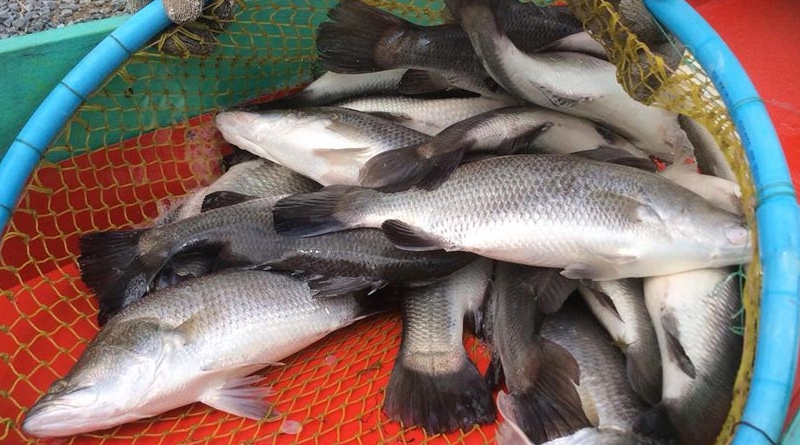 ปลากะพงสามน้ำทะเลสาบสงขลา สินค้า GI