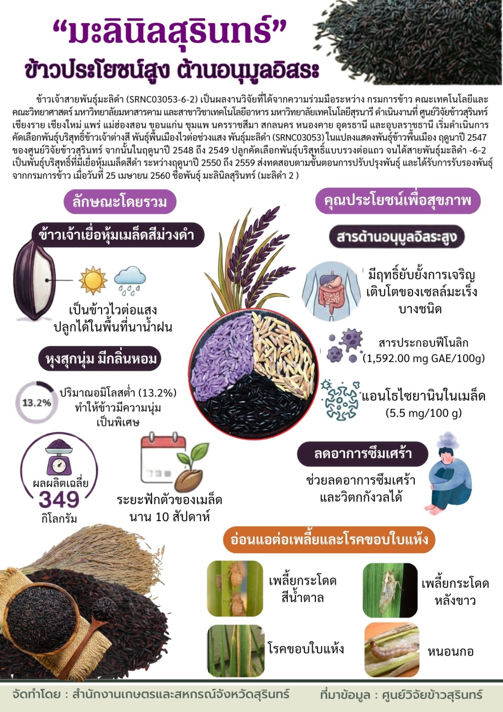 มะลินิลสุรินทร์ ข้าวประโยชน์สูง ต้านอนุมูลอิสระ