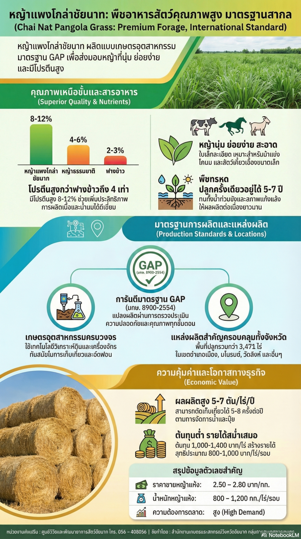 หญ้าแพงโกล่าชัยนาท: