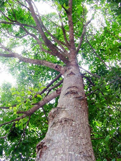 ตะเคียนทอง