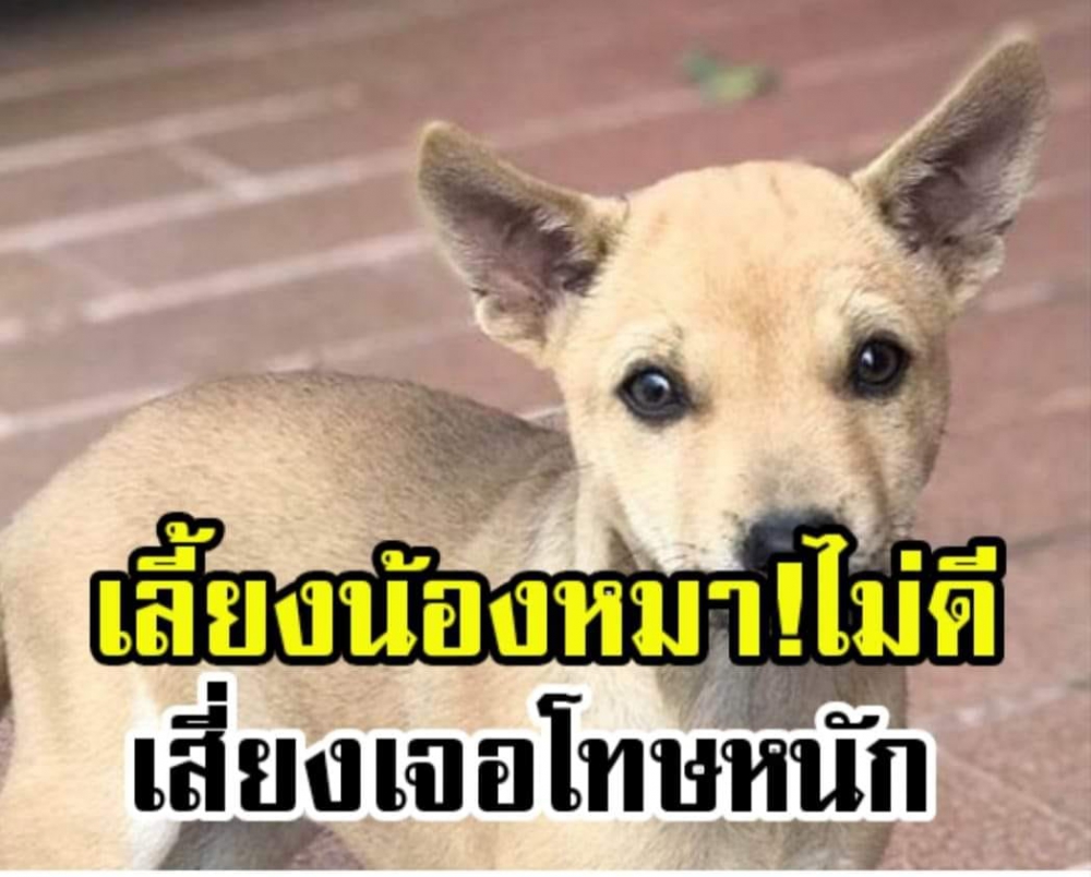 เตือนด่วน สุนัขใครไปกัดผู้อื่น เจ้าของต้องรับผิดชอบ