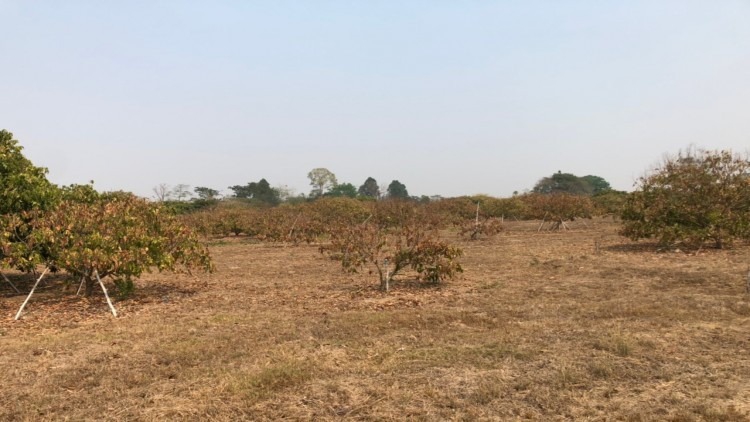 คณะรัฐมนตรีมีรับทราบมาตรการรองรับฤดูแล้ง