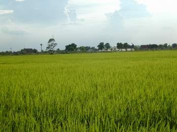 การทำนาหว่านตม