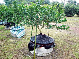 การปลูกมะนาวในโอ่ง ทางเลือกใหม่ของผู้สนใจ