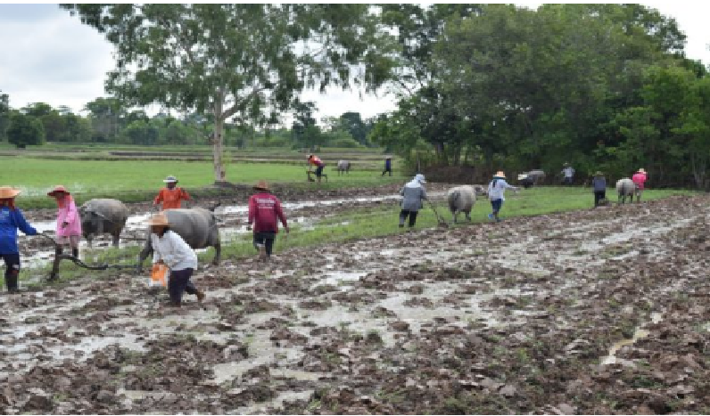 ยังมีอยู่!ใช้กระบือไถนาลดต้นทุนสืบทอดประเพณีวิถีชุมชน