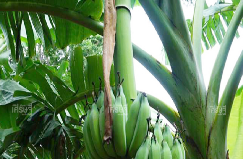 9 เทคนิคปลูกกล้วยน้ำว้าให้ได้ผลดี มีขายตลอดปี