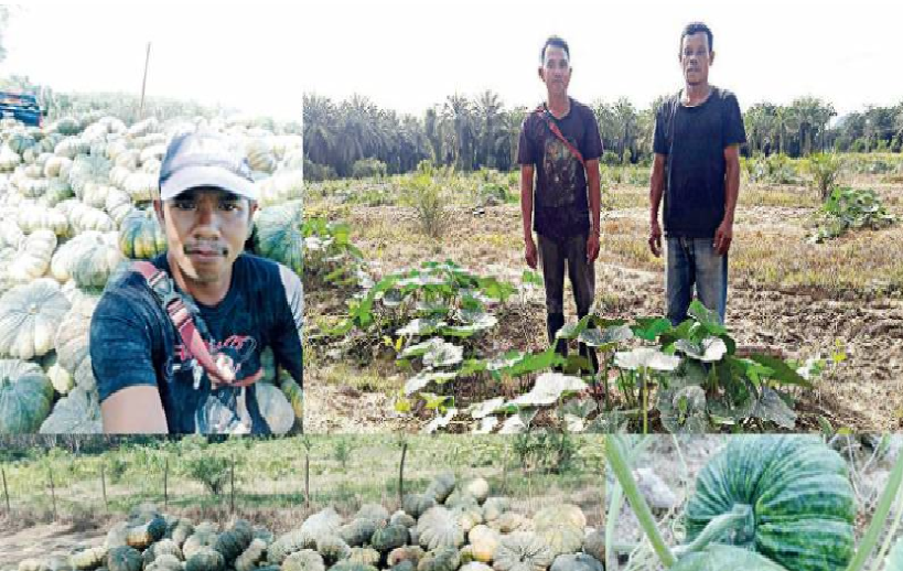 ปลูกฟักทอง ลงทุน 3 พันขาย 1 หมื่นต่อไร่