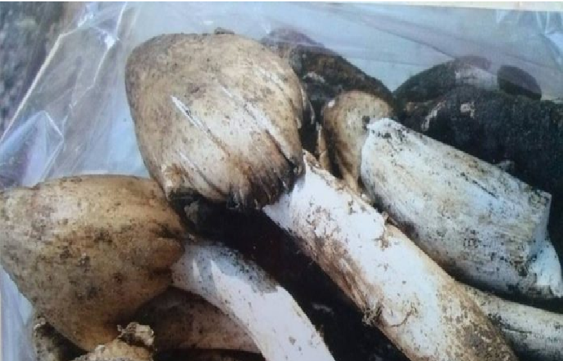 แจกสูตรสร้างรายได้จากการเพาะเห็ดโคน