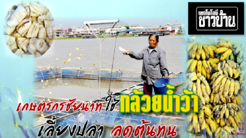 เกษตรกรชัยนาทใช้ “กล้วยน้ำว้า” เลี้ยงปลา ลดต้นทุน