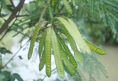 ประโยชน์และสรรพคุณของกระถิน