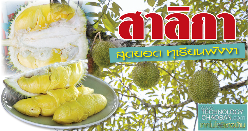 สาลิกา สุดยอด ทุเรียนพังงา