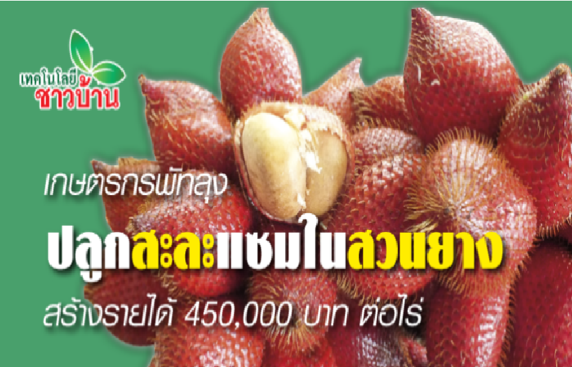 เกษตรกรพัทลุงปลูกสะละแซมในสวนยาง