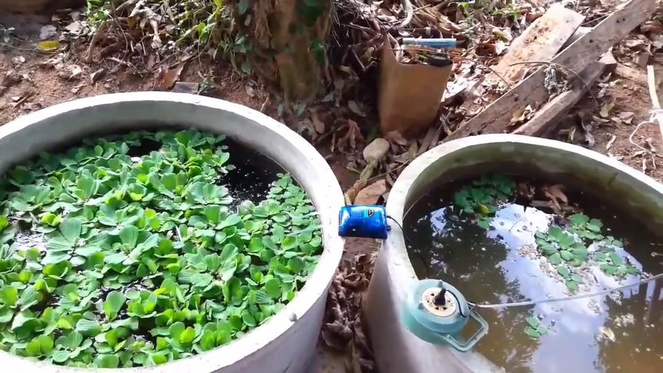 เลี้ยงกุ้งฝอยในบ่อซีเมนต์ เลี้ยงง่ายโตไว