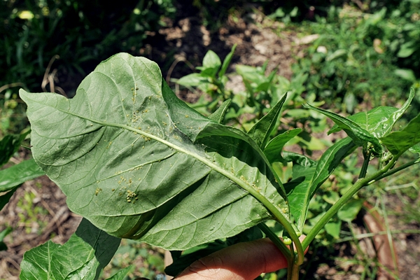 แก้อาการพริกใบหงิก ด้วยเงินเพียง 79 บาท