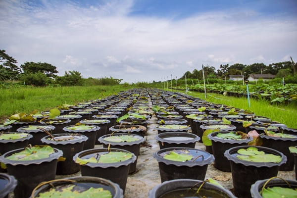 การขยายพันธุ์บัวในกระถาง