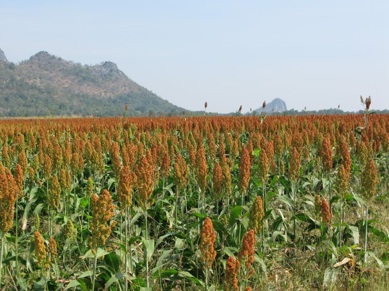 ปลูกข้าวฟ่าง สร้างรายได้