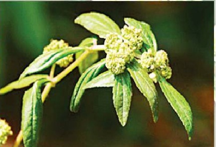 นํ้านมราชสีห์