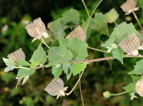 มะก่องข้าว