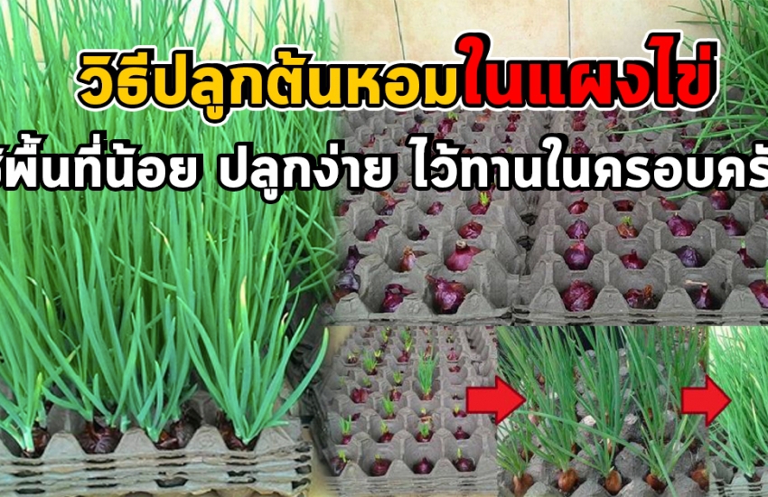 ต้นหอม