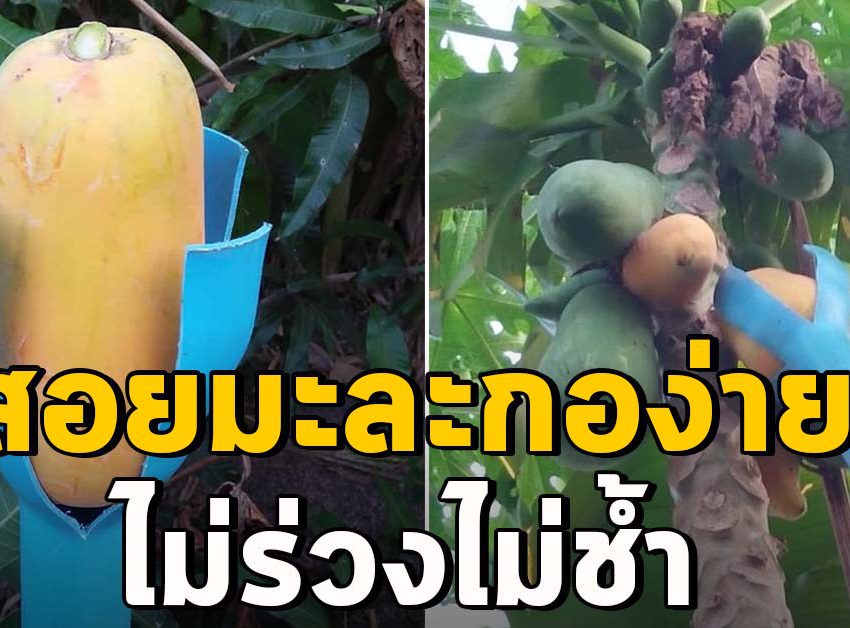 อุปกรณ์สรอยมะละกอ