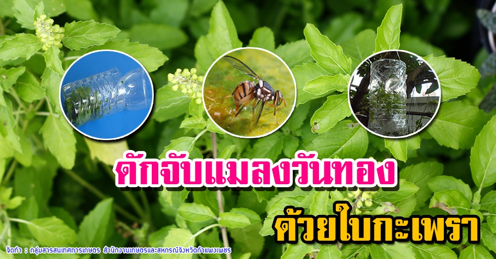 ดักจับแมลงวันทอง ด้วยใบกะเพรา