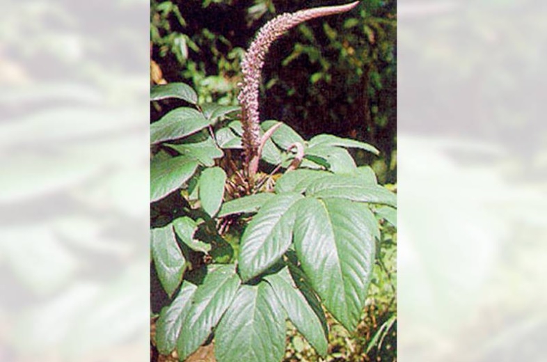 หางหมาจอก