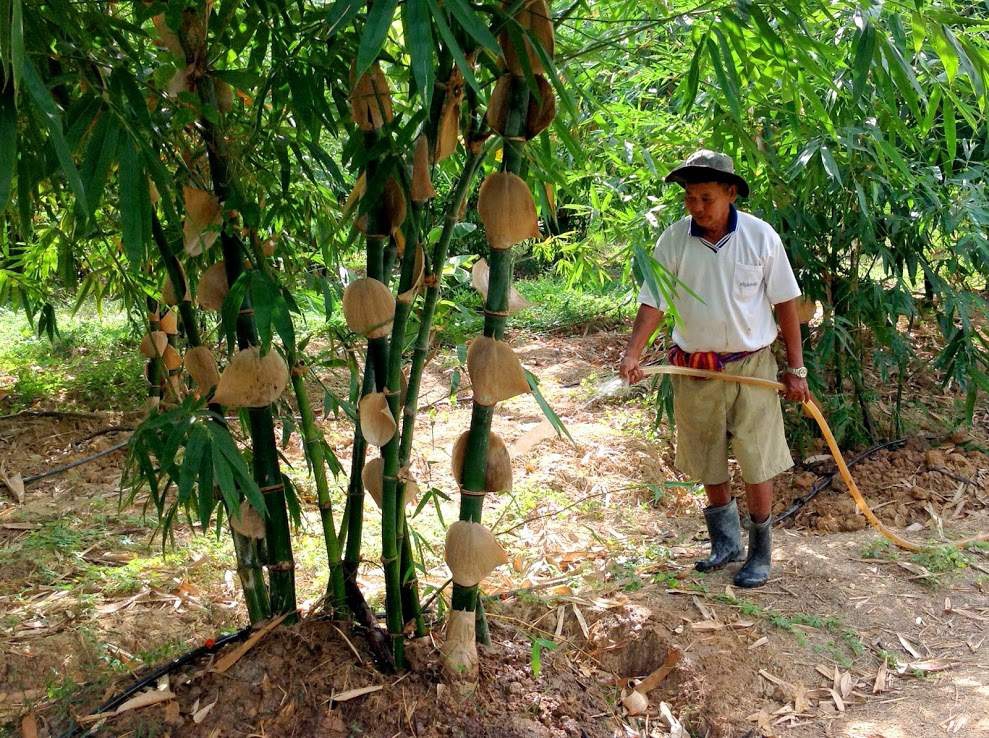 มาปลูกไผ่...กันเถอะ