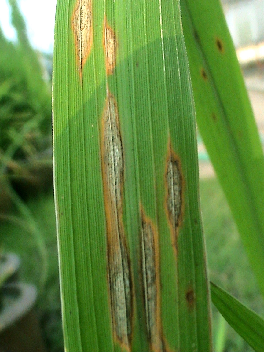 การป้องกันและกำจัดโรคไหม้ในนาข้าว