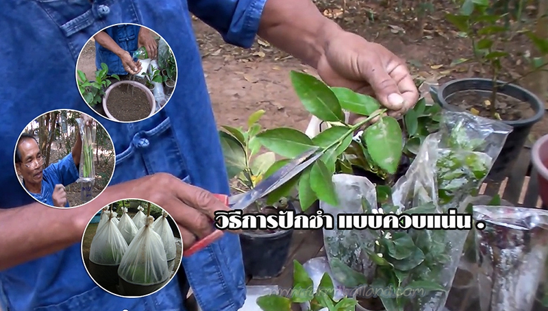 การขยายพันธุ์พืช ด้วยการปักชำแบบควบแน่น