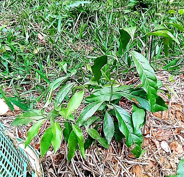 ผักหวานป่า