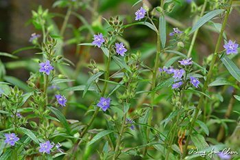 9 สรรพคุณและประโยชน์ของต้นปอผี ! (ผักกะเดียง)