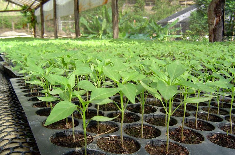 การปลูกและดูแลรักษาพริก