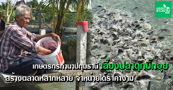 เกษตรกรทำนาปทุมธานีเลี้ยง“ปลาดุกบิ๊กอุย”เสริมรายได้