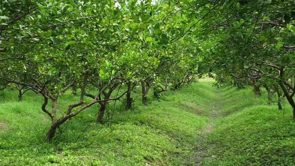 ปรับปรุงพันธุ์ใหม่!