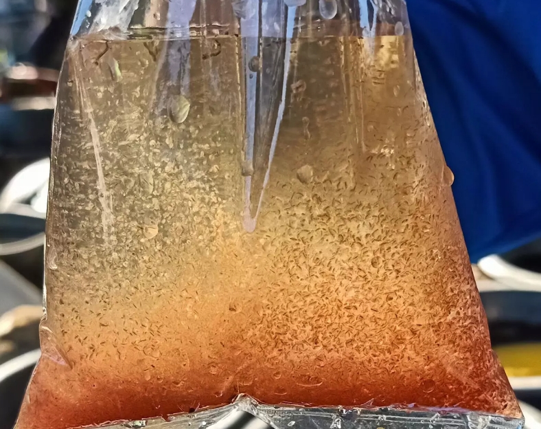 เพาะลูกไรในถัง มีวิธีการอย่างไร ไปดูกัน