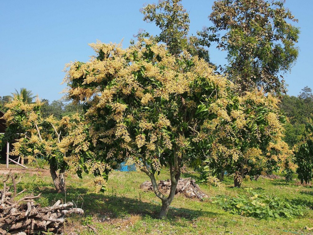 แนะปราบเพลี้ยจักจั่นมะม่วงช่วงออกดอก