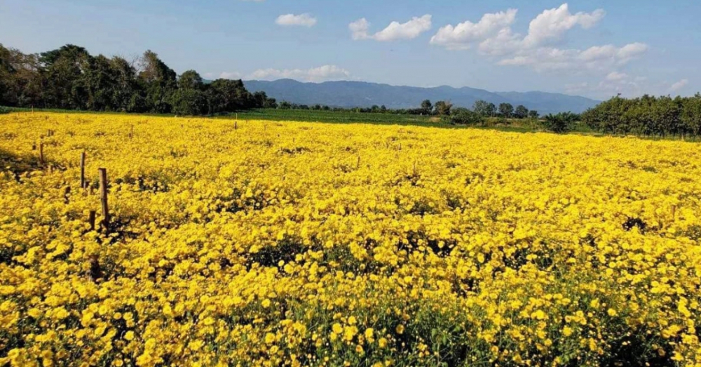 เบญจมาศป่า 3 ไร่ 7 เดือนรับแสนห้า ทำอย่างไรไปดูกัน