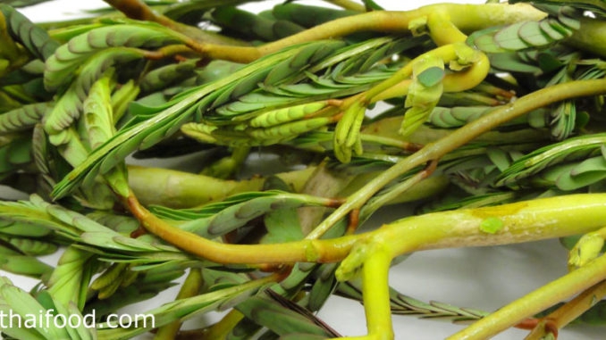 ผักกระเฉดชะลูดน้ำ