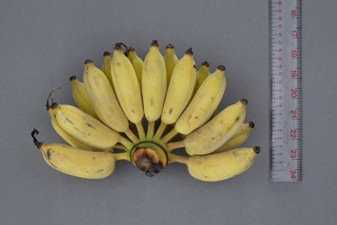 สุโขทัย1กล้วยน้ำว้าพันธุ์ใหม่