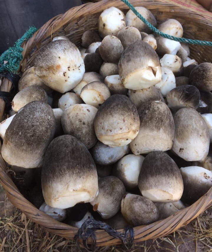 วิธีเพาะเห็ดฟางในวงบ่อแค่