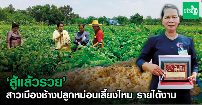 สาวสุรินทร์ปลูกหม่อนเลี้ยงไหม