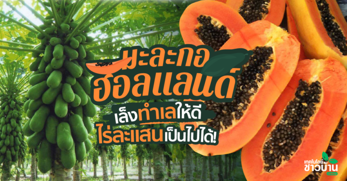 การปลูกมะละกอฮอลแลนด์สร้างรายได้ไร่ละแสนเป็นไปได้